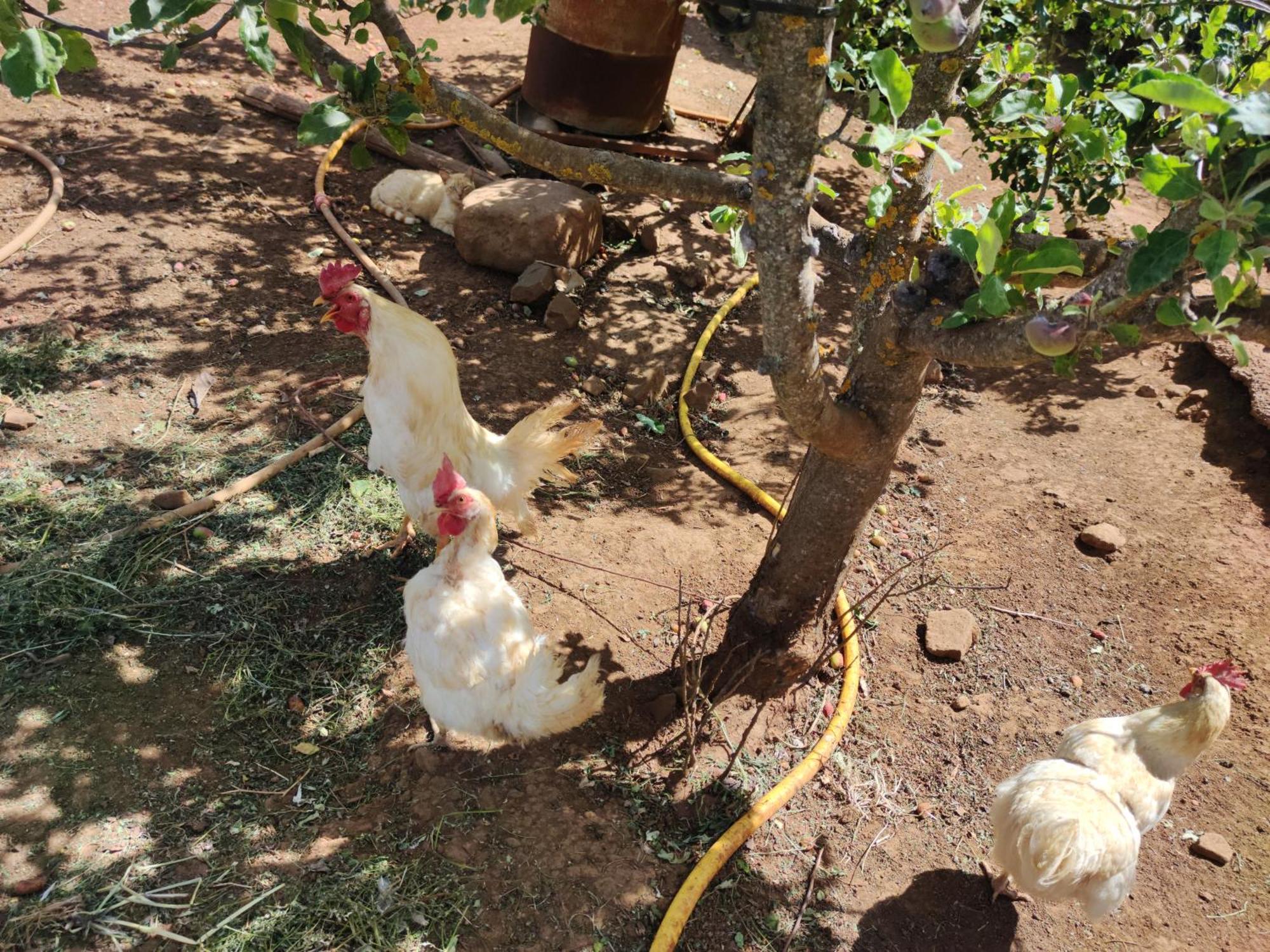 Gáldar Finca El Cercadillo מראה חיצוני תמונה